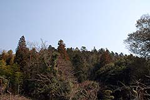 白山城跡 白山城跡