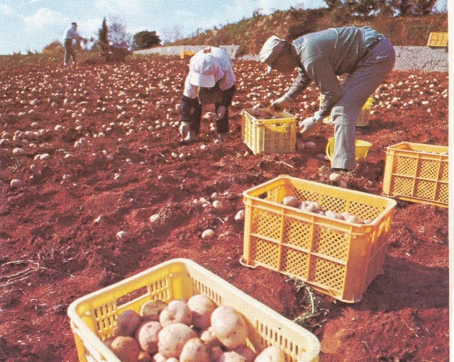 木谷・赤崎地区特産のマルアカ馬鈴薯